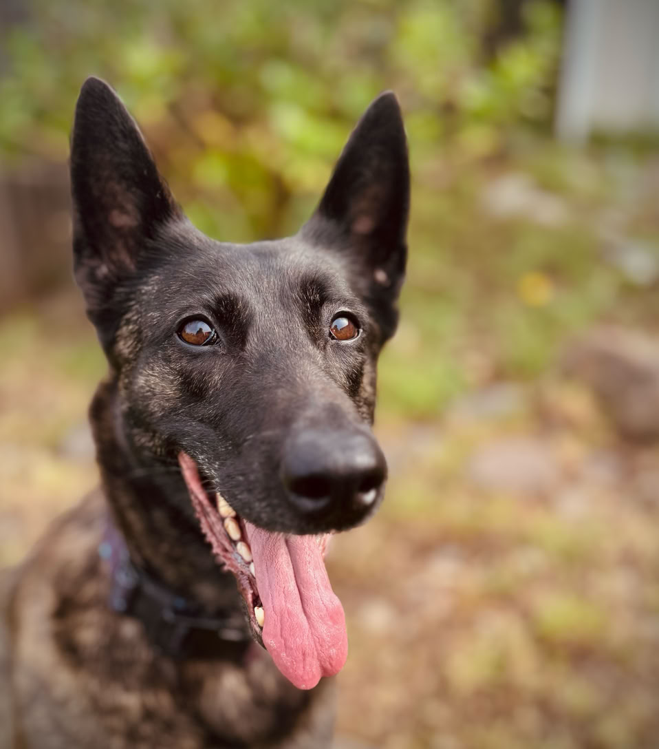 a dutch shepherd dog has it mouth open  and tounge showng. with greenery behind it